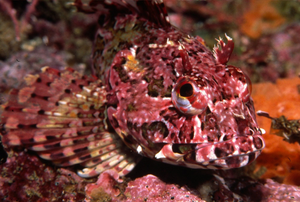 Scorpaenichthys marmoratus